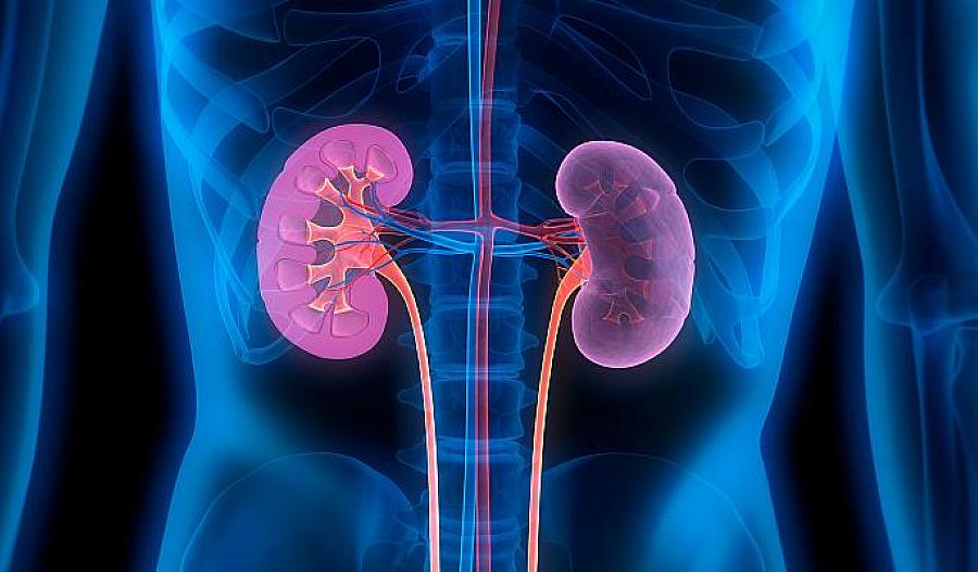 Ilustración de riñones humanos.