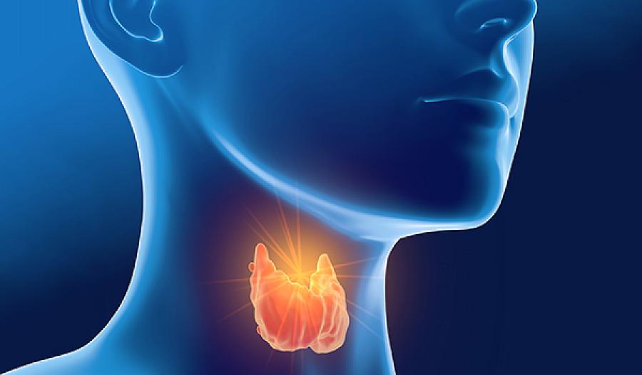 Imagen de una ilustración 3D de la glándula tiroides