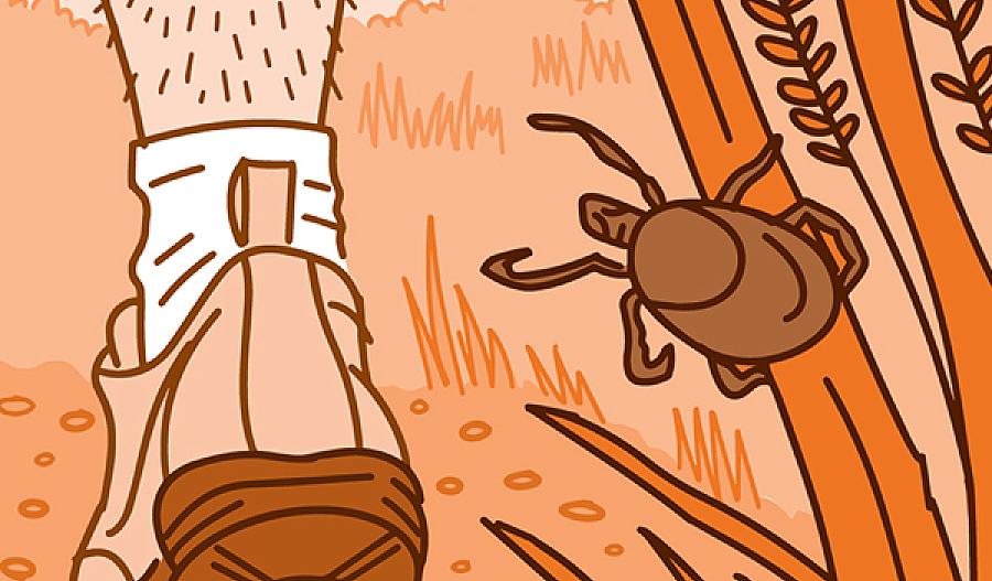 Ilustración de una persona caminando por un sendero pasando a una garrapata en una brizna de hierba